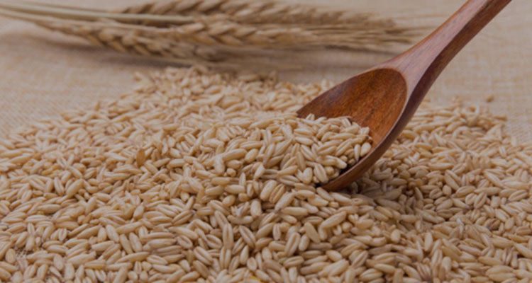 糧食熱風(fēng)烘干解決方案 