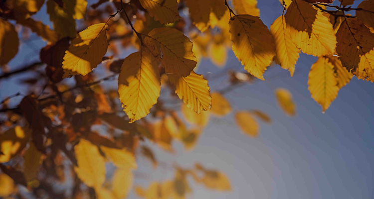 煙葉烘干解決方案 